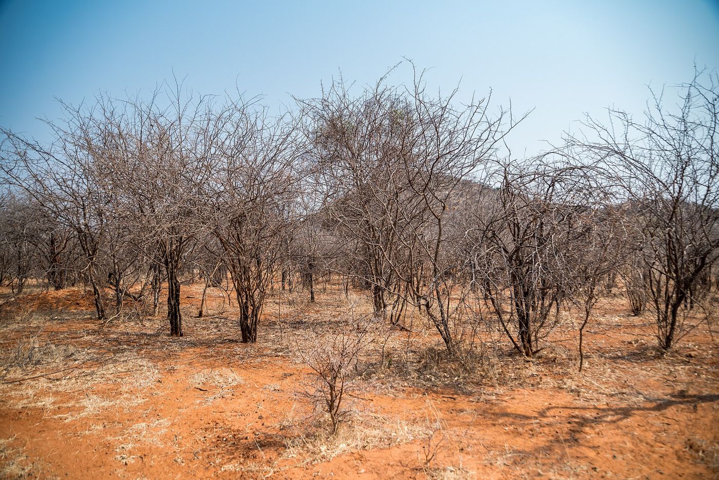 Campo cubierto de arbustos de marabú